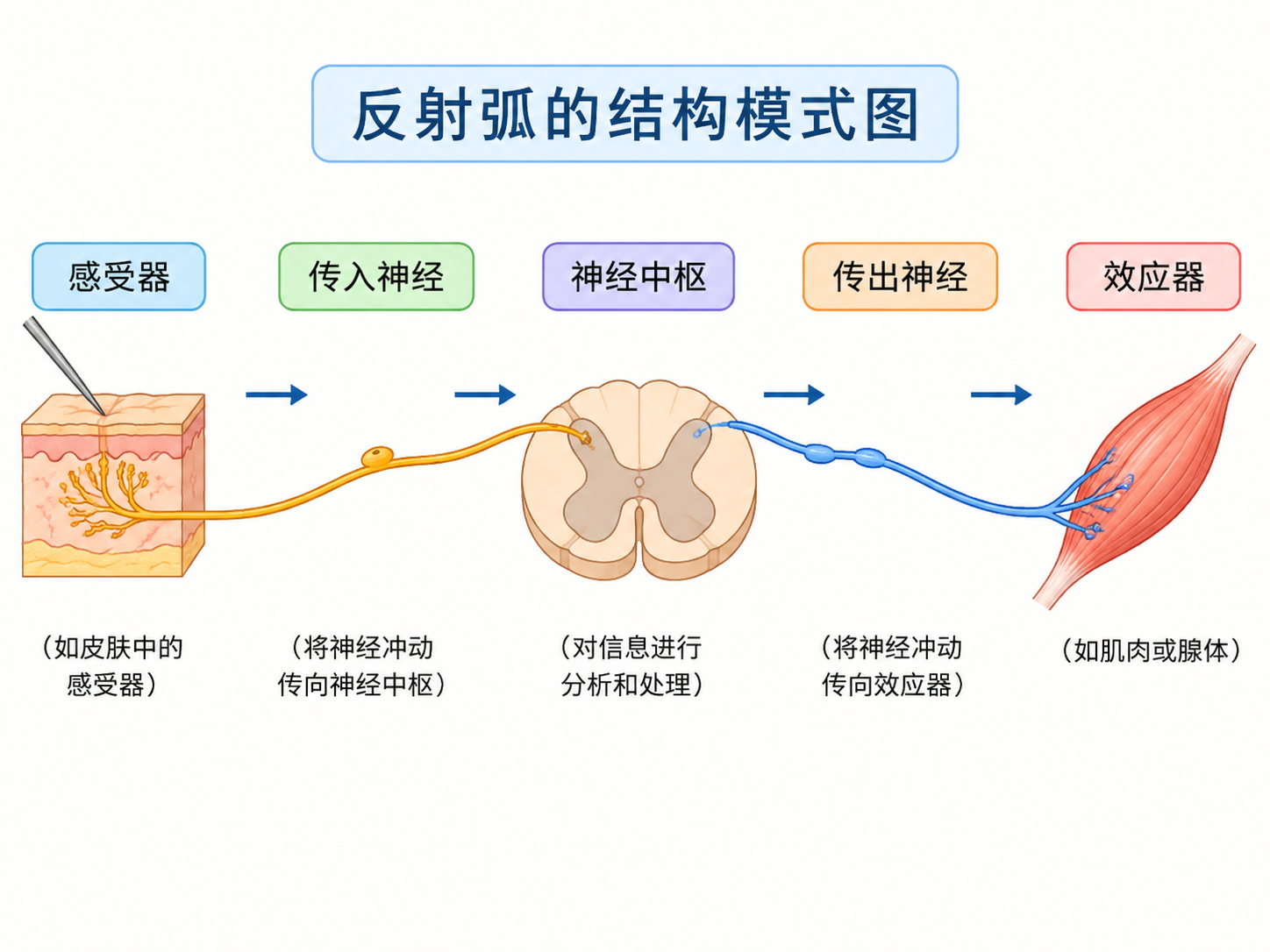AI 生成图片，模型：Image 2.5